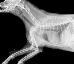 How to interpret dog X-rays: 3 Essential Methods How to interpret dog X-rays: 3 Essential Methods